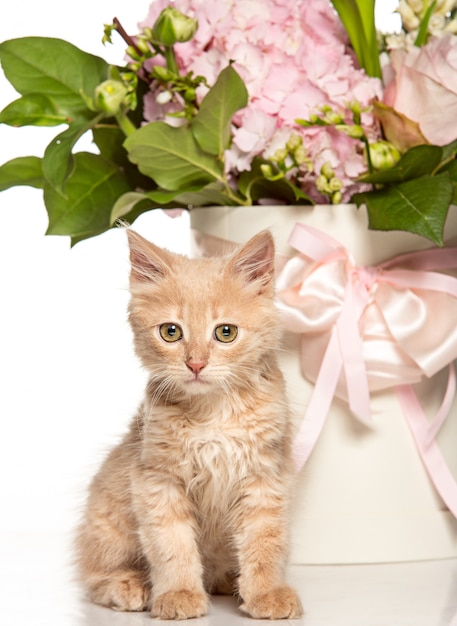 El gato en la pared blanca con flores.