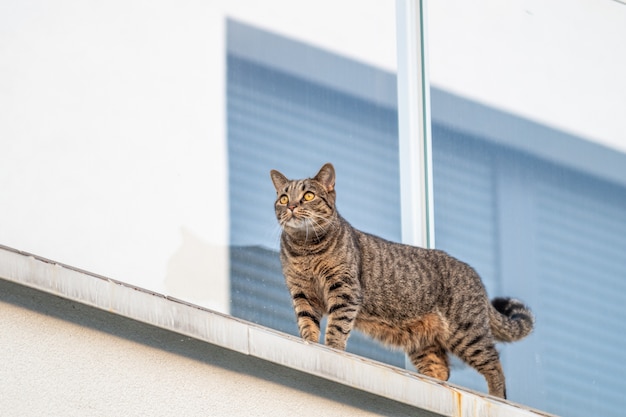 Gato en la pared blanca con una ventana en la superficie