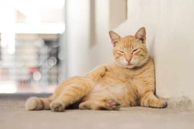 Gato con un pelaje a rayas de color marrón claro frente a una pared blanca