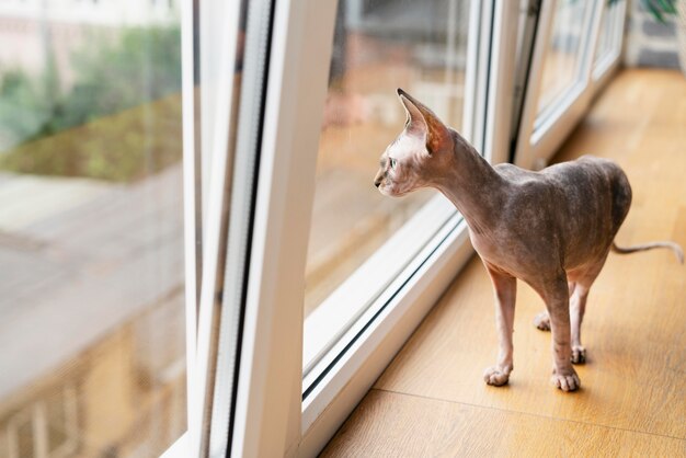 Gato sin pelo mirando por la ventana