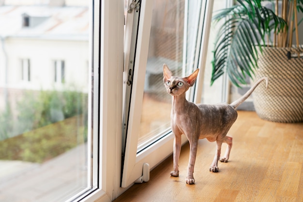 Gato sin pelo de pie junto a la ventana