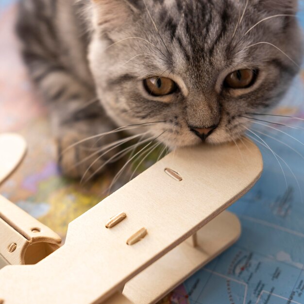 Gato de primer plano mordiendo un juguete de avión de aire