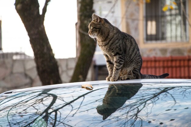 Gato rayado marrón sentado en un coche capturado durante el otoño