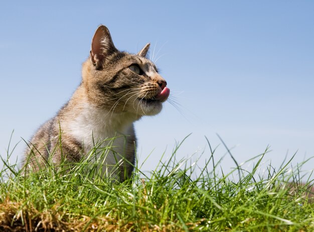 Gato relamiendose