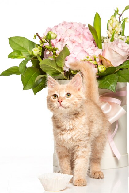 El gato rojo o blanco en estudio blanco con flores.