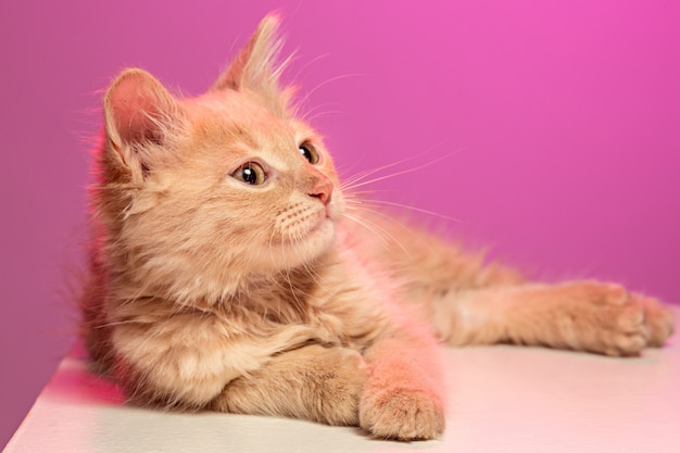 El gato rojo o blanco en estudio rosa