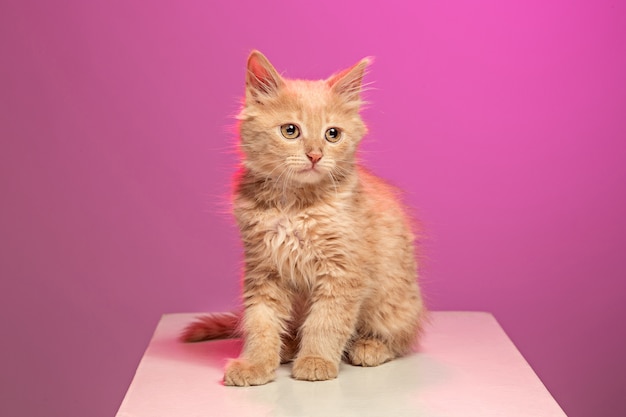 El gato rojo o blanco en estudio rosa
