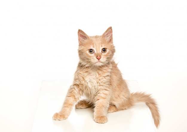 El gato rojo o blanco i en estudio blanco