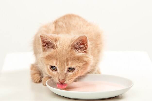 Gato rojo o blanco sobre fondo blanco de estudio bebiendo leche