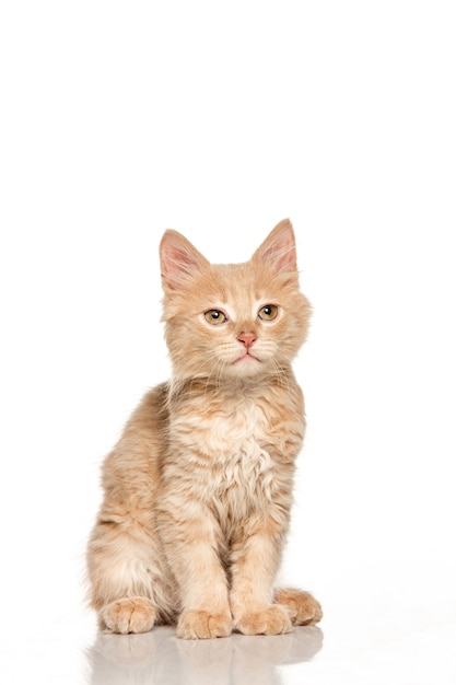 gato rojo o blanco sobre fondo blanco de estudio