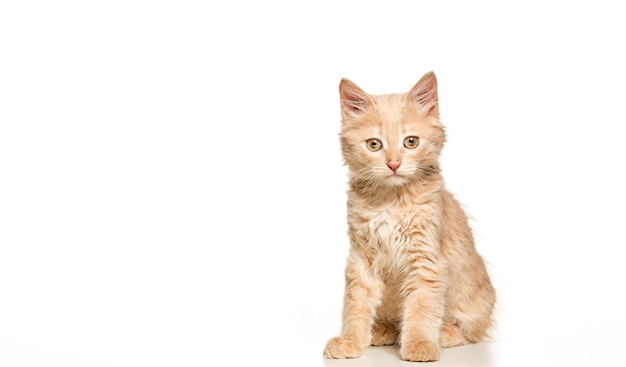 gato rojo o blanco sobre fondo blanco de estudio