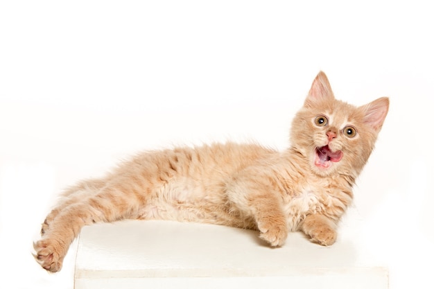 gato rojo o blanco sobre fondo blanco de estudio