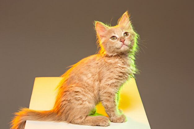 gato rojo o blanco sobre fondo gris de estudio