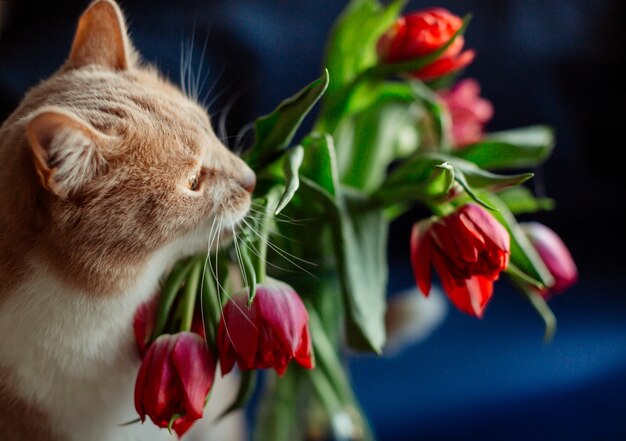 Gato rojo y tulipanes de color rosa oscuro