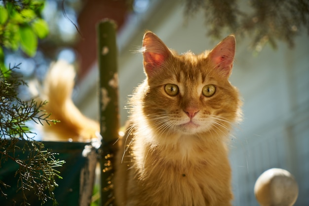 Foto gratuita gato rubio al lado de una maceta