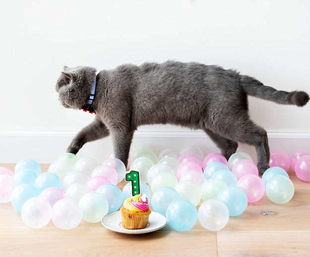 Gato Scottish Fold celebrando su primer cumpleaños.