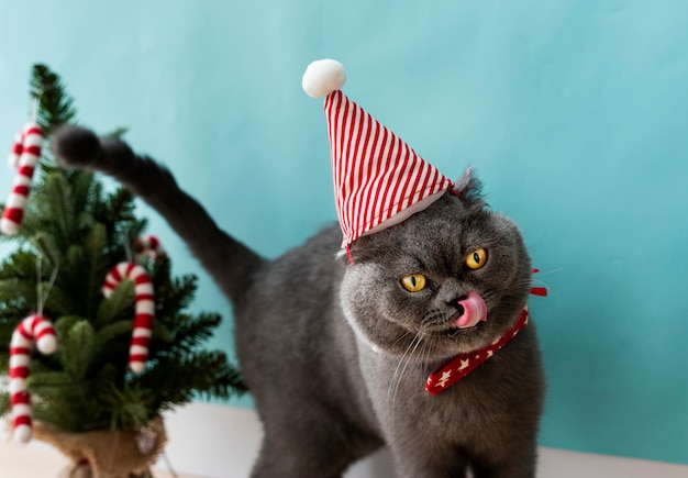 Gato Scottish Fold con un lazo rojo celebrando la Navidad