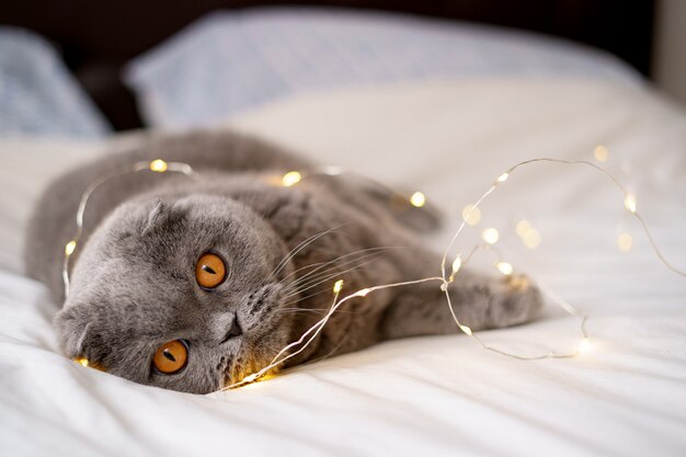 Gato Scottish Fold rodeado de luces brillantes.