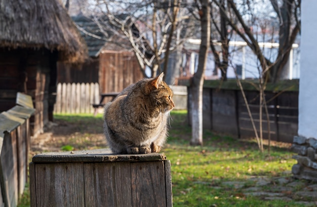 Gato sentado en una caja de madera