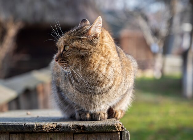 Gato sentado en una caja de madera