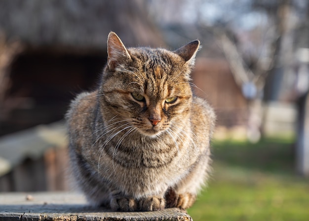 Gato sentado en una caja de madera