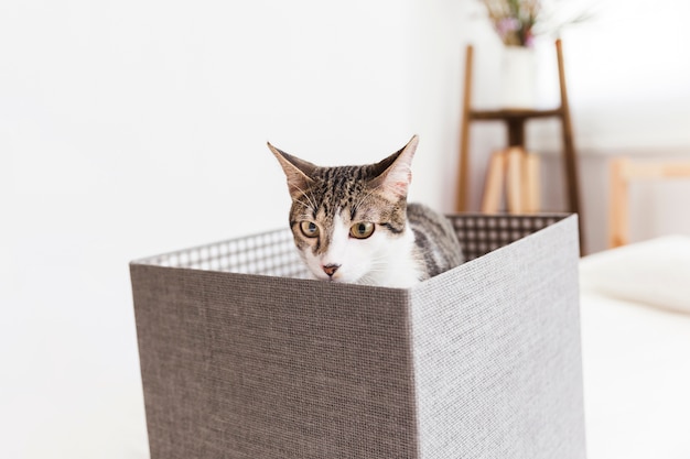 Gato sentado en la caja y olfateando