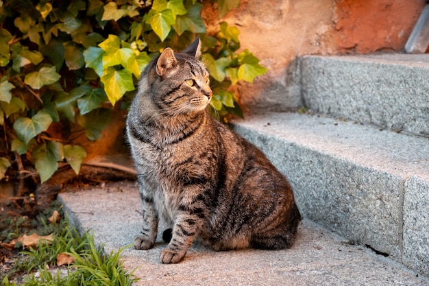 Gato sentado en las escaleras de un edificio junto a una planta verde