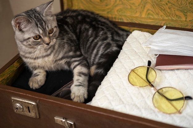 Gato sentado en una maleta