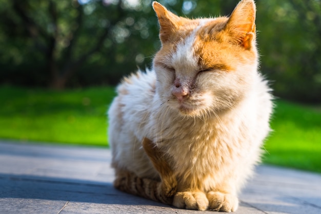 Gato, sentado, peatón