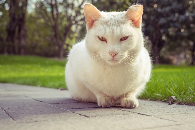 Gato, sentado, peatón