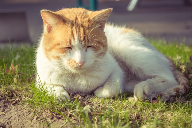 Gato, sentado, peatón