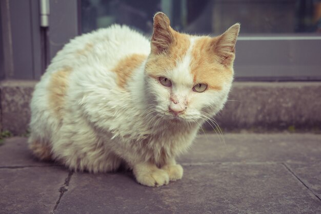 Gato, sentado, peatón