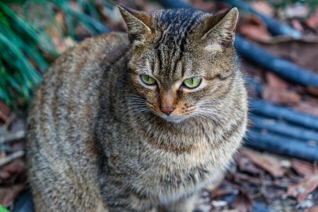 Gato, sentado, peatón