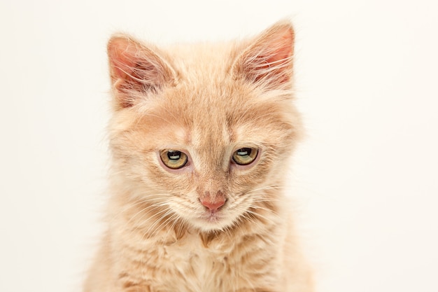 El gato sentado solo