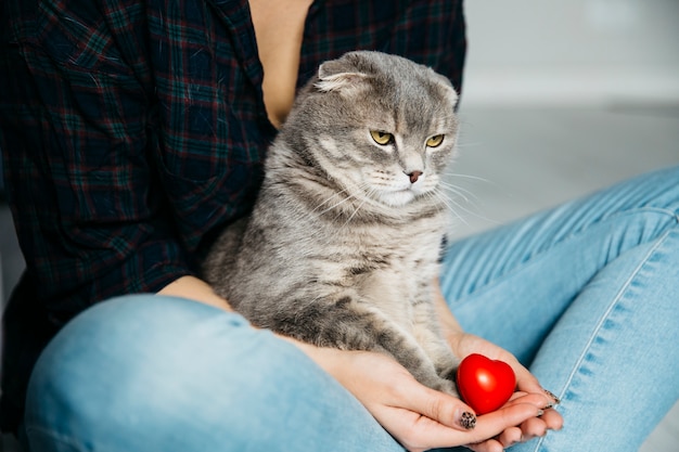 Gato serio sentado en manos de la anfitriona