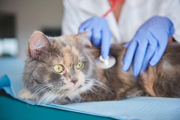 Gato siendo examinado en el veterinario