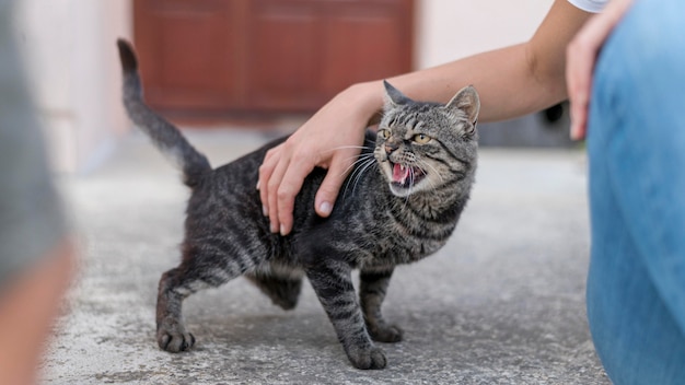 Gato siendo mascota por alguien afuera