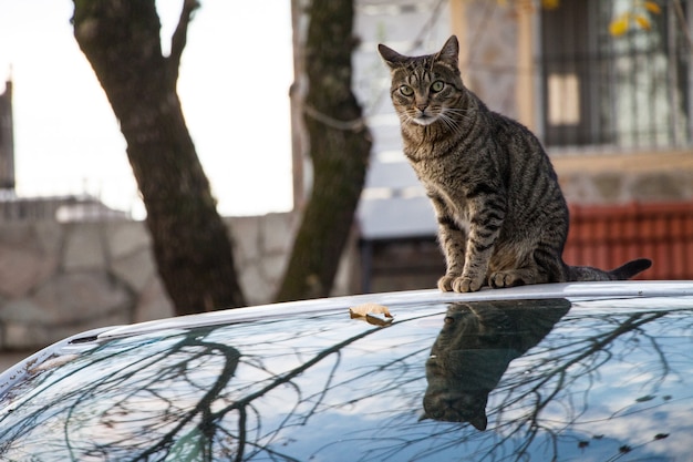 Gato sobre un coche