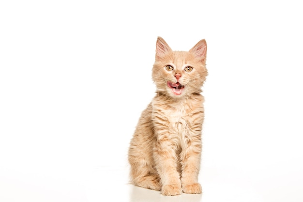 El gato sobre fondo blanco