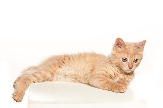 Foto gratuita el gato sobre fondo blanco