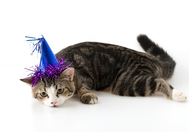 Gato con sombrero de fiesta