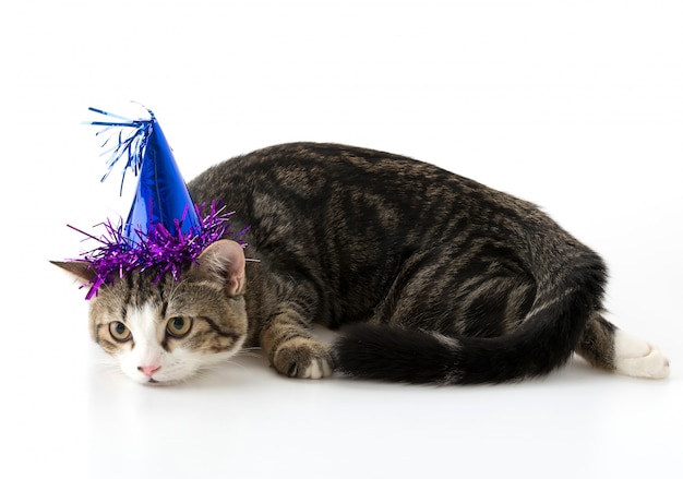 Gato con sombrero de fiesta