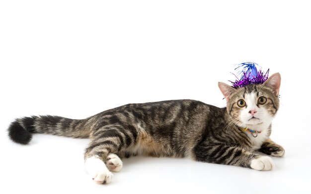 Gato con sombrero de fiesta