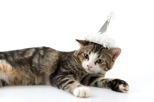 Gato con sombrero de fiesta