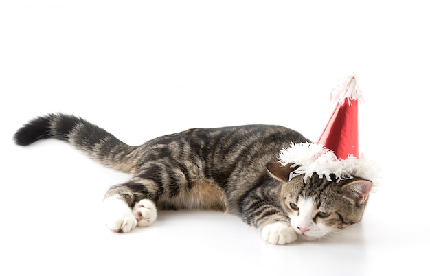 Gato con sombrero de fiesta