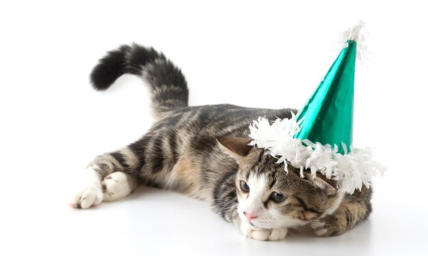 Gato con sombrero de fiesta