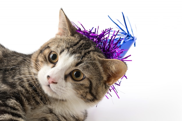 Foto gratuita gato con sombrero de fiesta