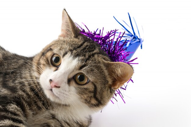 Gato con sombrero de fiesta