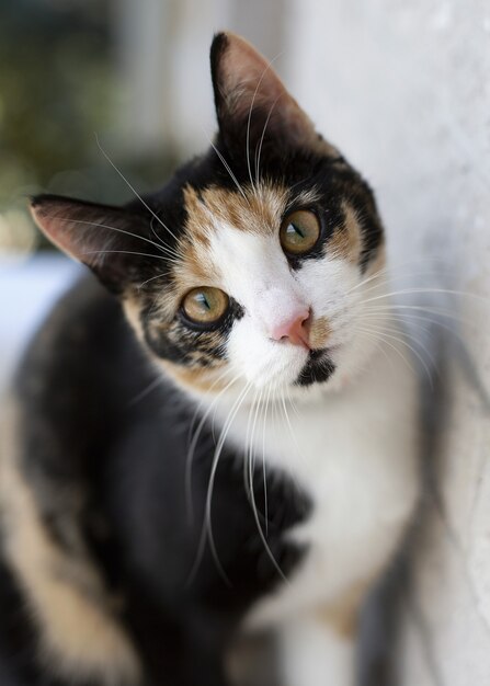 Gato tricolor curioso