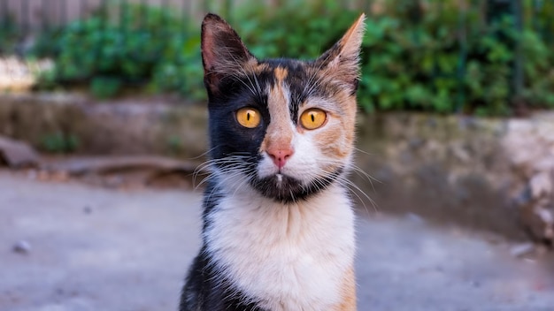 Gato turco de tres colores mira fijamente a la cámara en el parque Estambul